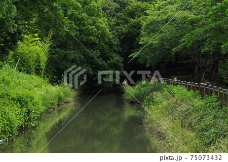 見沼代用水東縁（さいたま市緑区南部領辻：景観保全地区） 75073432
