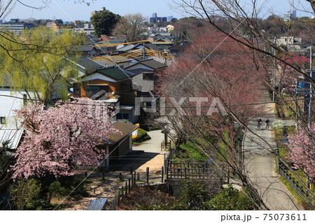 春の見沼通船堀：東側（埼玉県さいたま市緑区） 75073611