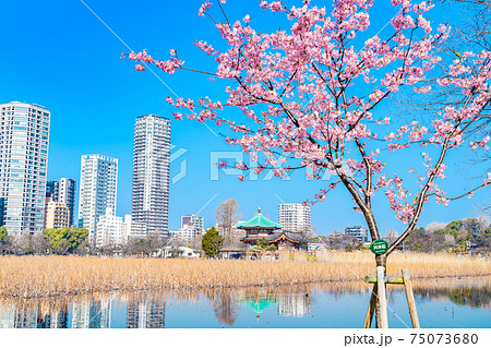 日本の春 上野公園 不忍池と河津桜 日本の春 上野公園 不忍池と河津桜 75073680