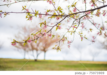 早春の阿蘇に咲く早咲きの陽光桜 75073909