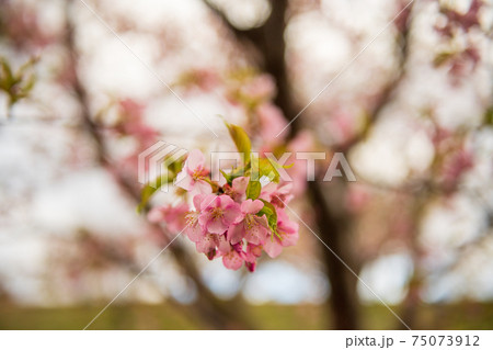 早春の阿蘇に咲く早咲きの陽光桜 早春の阿蘇に咲く早咲きの陽光桜 75073912