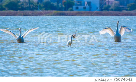 Graceful water birds, white Swan and white and grey herons swimming in the lake. 75074042