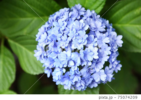 アジサイ てまりてまり アジサイ てまりてまり 75074209