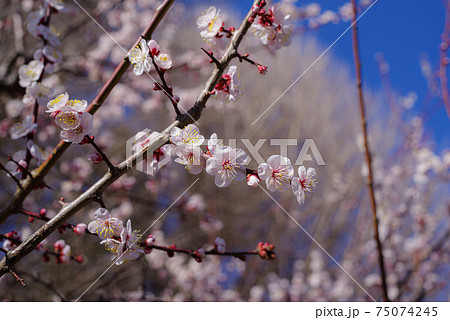 陽射しを受けて咲く薄いピンクの梅の花 a-1 陽射しを受けて咲く薄いピンクの梅の花 a-1 75074245