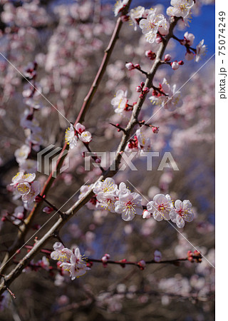陽射しを受けて咲く薄いピンクの梅の花 c-1 陽射しを受けて咲く薄いピンクの梅の花 c-1 75074249