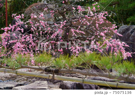 名園・銭司聖天・初春の枯山水庭園10 75075136