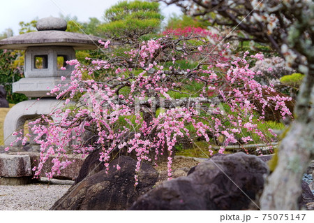 名園・銭司聖天・初春の枯山水庭園28 75075147