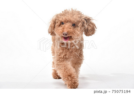 白背景でモデルをするトイプードルのシンプルなポートレートの写真素材
