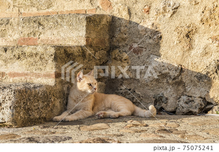 Red cat in the shadow of a stone porch at sunset 75075241
