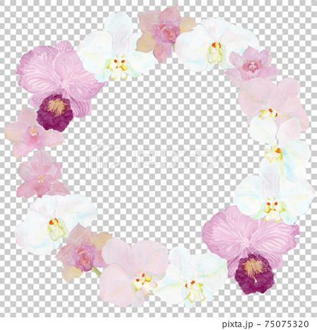 蘭（コチョウラン、シンビジウム、カトレア）の花のリース　水彩イラスト 75075320