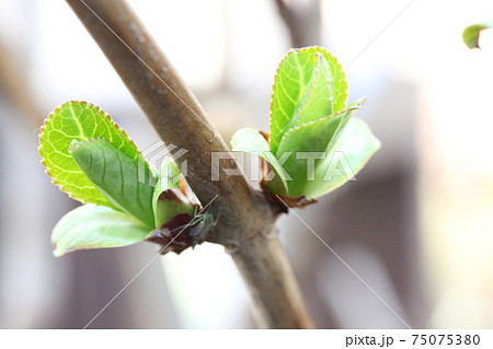 アジサイの新芽の写真素材