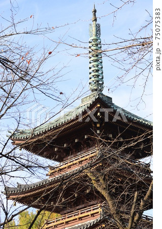 東京都台東区上野寛永寺の五重塔 75075383