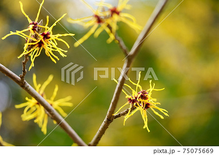 正法寺 マンサクの花10の写真素材