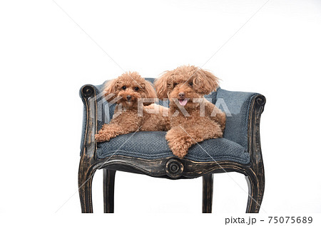椅子に並んで座ってポーズするトイプードル 75075689