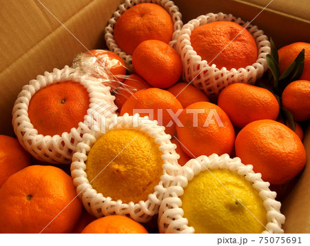 柑橘類 はるか 伊予柑 甘平 みかん 柑橘類 はるか 伊予柑 甘平 みかん 75075691