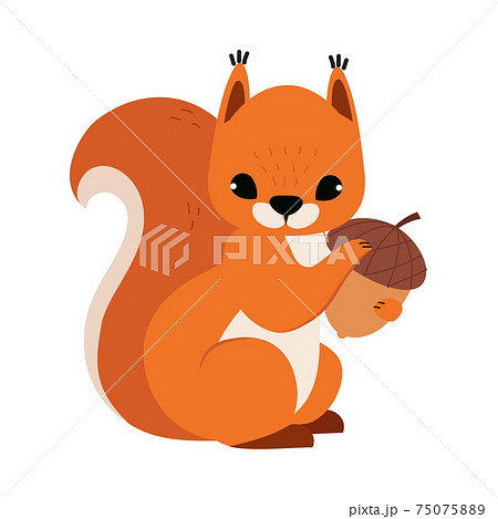 Red Fluffy Squirrel with Bushy Tail Holding Acorn Vector Illustration Red Fluffy Squirrel with Bushy Tail Holding Acorn Vector Illustration 75075889