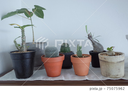 塊根植物とサボテン 75075962