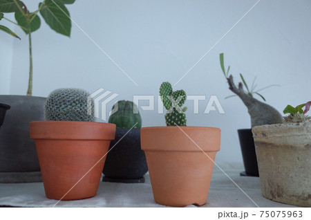 塊根植物とサボテン 75075963
