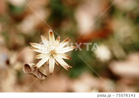 まるで花の様なコウヤボウキ(高野箒)の総苞 まるで花の様なコウヤボウキ(高野箒)の総苞 75076143