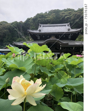 三室戸寺の蓮園からの本堂と黄色いハスの写真素材