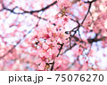 日本橋桜並木のおかめ桜 75076270