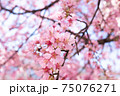 日本橋桜並木のおかめ桜 75076271