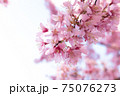 日本橋桜並木のおかめ桜 75076273