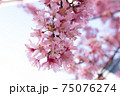 日本橋桜並木のおかめ桜 75076274