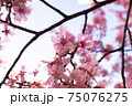日本橋桜並木のおかめ桜 75076275