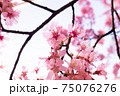 日本橋桜並木のおかめ桜 75076276