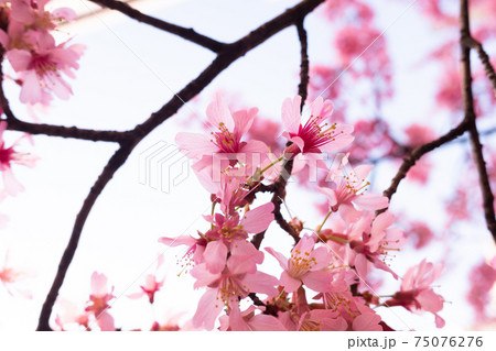 日本橋桜並木のおかめ桜 日本橋桜並木のおかめ桜 75076276