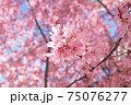 日本橋桜並木のおかめ桜 75076277