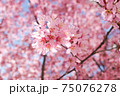 日本橋桜並木のおかめ桜 75076278