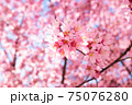日本橋桜並木のおかめ桜 75076280