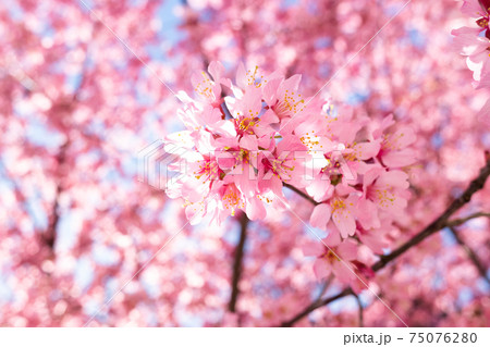 日本橋桜並木のおかめ桜 日本橋桜並木のおかめ桜 75076280