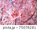 日本橋桜並木のおかめ桜 75076281