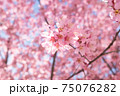 日本橋桜並木のおかめ桜 75076282