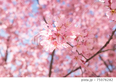 日本橋桜並木のおかめ桜 日本橋桜並木のおかめ桜 75076282