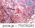 日本橋桜並木のおかめ桜 75076283