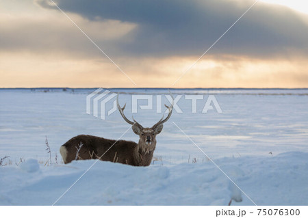 夕陽のエゾシカ 75076300