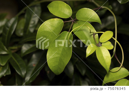 ムベ　葉 75076345