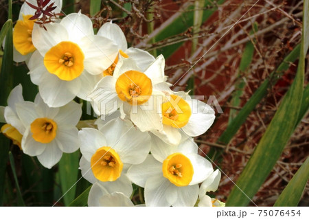 花をたくさんつける 房咲きミニ水仙 ミノウ 75076454