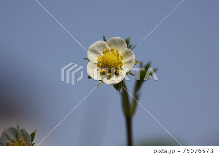 白いイチゴの花 白いイチゴの花 75076573