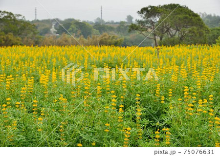 春 泉 湧水 75076631