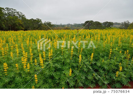 春 泉 湧水 75076634