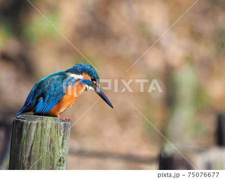 カワセミ 75076677