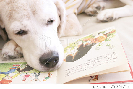 絵本を読みながら眠そうにするビーグル犬の写真素材