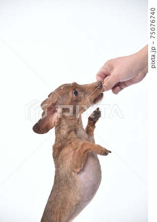 飼い主からおやつ、ごはんをもらうカニンヘンダックスフンド 飼い主からおやつ、ごはんをもらうカニンヘンダックスフンド 75076740