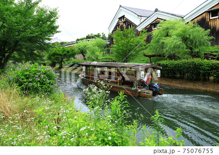 伏見濠川沿いの紫陽花と十石舟 75076755