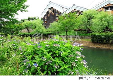伏見濠川沿いの紫陽花 75076756